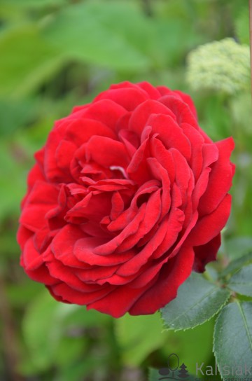 Rosa 'Till Eulenspiegel' (Róża rabatowa)  - C5