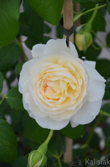 Rosa 'Claire Austin' (Róża pnąca)  - C5