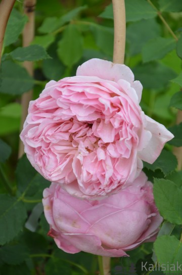 Rosa 'Boscobel' (Róża parkowa)  - C5
