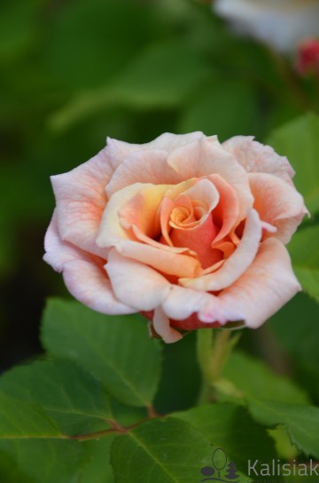 Rosa 'Caramella' (Róża parkowa)  - C5