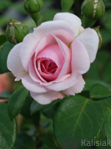 Rosa 'Cinderella' (Róża parkowa)  - C5