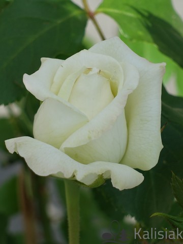 Rosa 'Alaska' (Róża pnąca)  - C5