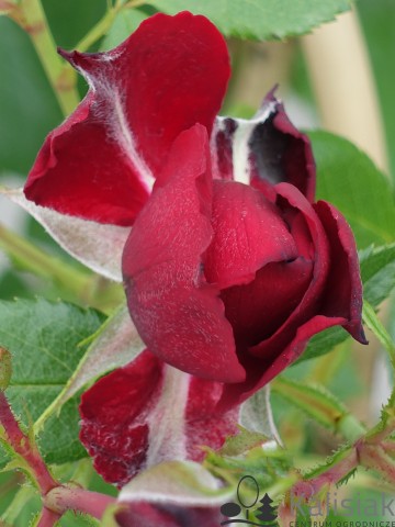 Rosa 'Belkanto' (Róża pnąca)  - C5