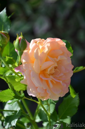 Rosa 'Peach Melba' (Róża pnąca)  - C5