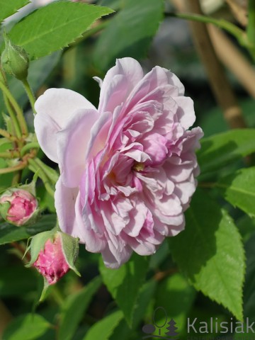 Rosa 'Romantic Siluetta' (Róża pnąca)  - C5