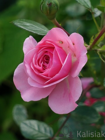 Rosa STARLET ROSES 'Eva' (Róża)  - C5