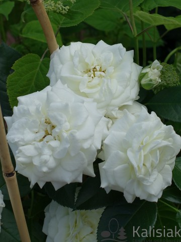 Rosa 'Alabaster' (Róża rabatowa)  - C5