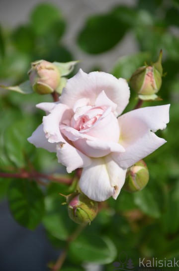 Rosa 'Constanze Mozart' (Róża rabatowa)  - C5