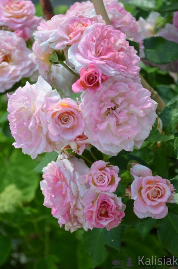 Rosa 'Country Girl' (Róża rabatowa)  - C5