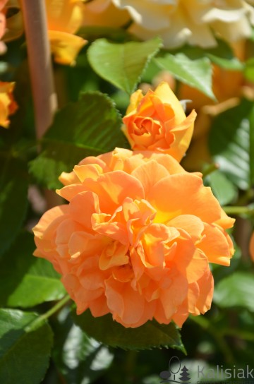 Rosa 'Goldelse' (Róża rabatowa)  - C5