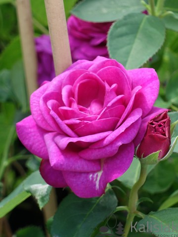 Rosa 'Heidi Klum Rose' (Róża rabatowa)  - C5