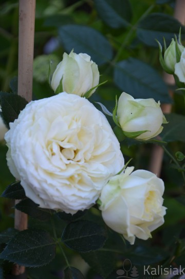 Rosa 'Lemon Rokoko' (Róża rabatowa)  - C5