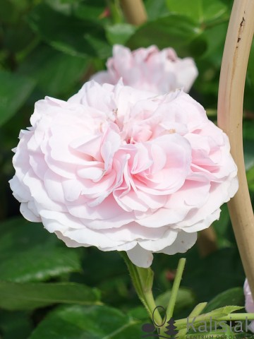 Rosa 'Maria Theresia' (Róża wielkokwiatowa)  - C5