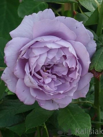 Rosa 'Novalis' (Róża rabatowa)  - C5