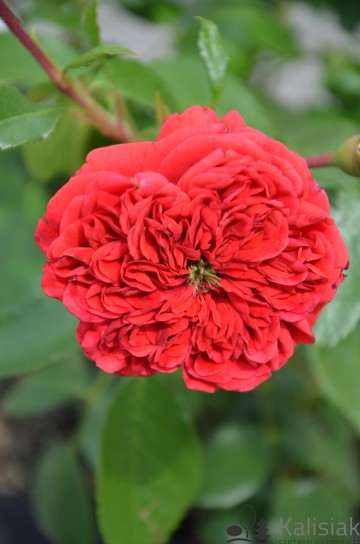Rosa 'Out Of Rosenheim' (Róża rabatowa)  - C5