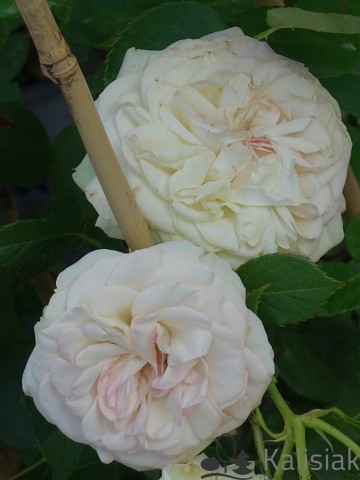 Rosa 'Pastella' (Róża rabatowa)  - C5
