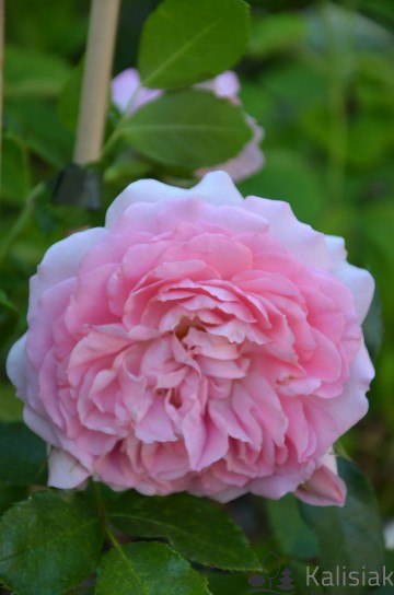 Rosa 'Rosenfee' (Róża rabatowa)  - C5