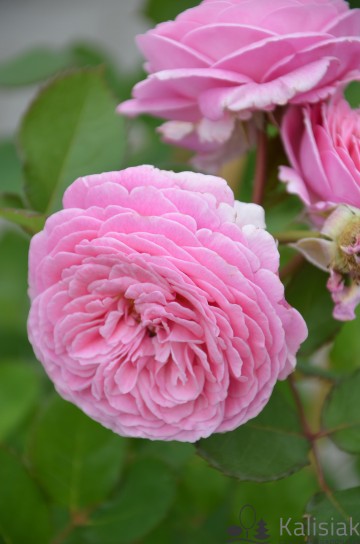 Rosa 'Rosengrafin Marie Henriette' (Róża rabatowa)  - C5
