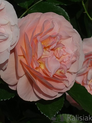 Rosa 'Sangerhauser Jubilaumsrose' (Róża rabatowa)  - C5