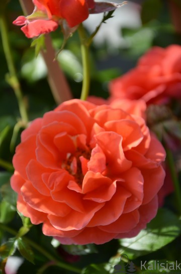 Rosa 'Theodor Fontane Rose' (Róża rabatowa)  - C5