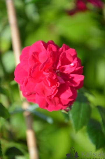 Rosa STARLET ROSES 'Lola' (Róża)  - C5