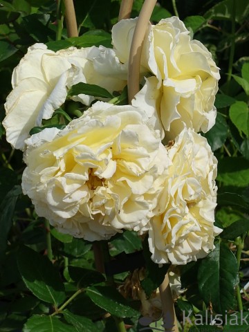 Rosa 'Comtessa' (Róża wielkokwiatowa)  - C5