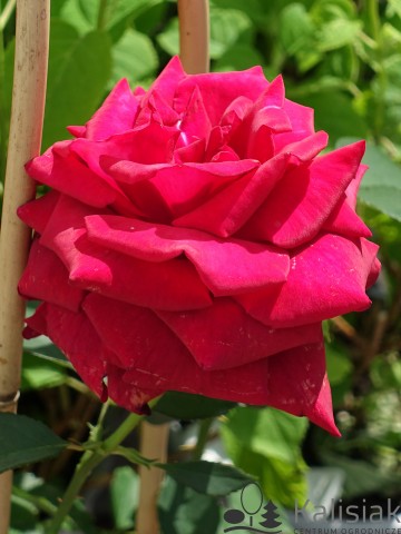 Rosa 'Duftzauber 84' (Róża wielkokwiatowa)  - C5