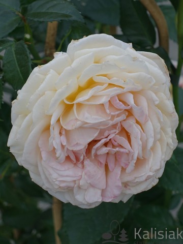 Rosa 'Grossherzogin Luise' (Róża wielkokwiatowa)  - C5