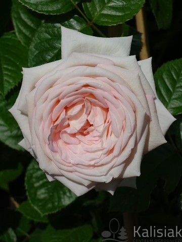 Rosa 'Madame Anisette' (Róża wielkokwiatowa)  - C5