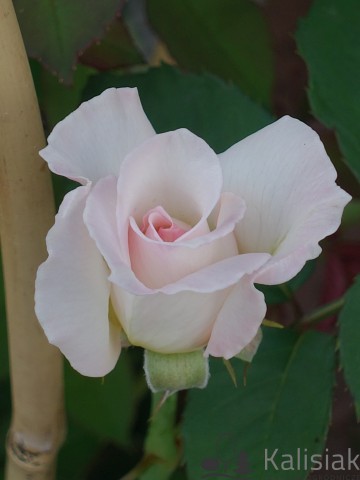 Rosa 'A Perfect Day' (Róża wielkokwiatowa)  - C5