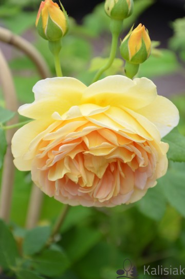 Rosa 'Golden Celebration' (Róża parkowa)  - C5