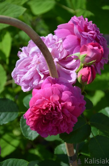 Rosa 'Princess Anne' (Róża parkowa)  - C5