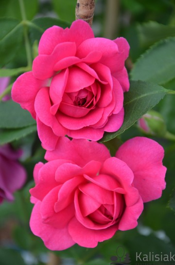 Rosa 'Sir John Bet Jeman' (Róża parkowa)  - C5