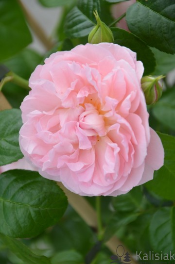 Rosa 'Strawberry Hill' (Róża pnąca)  - C5