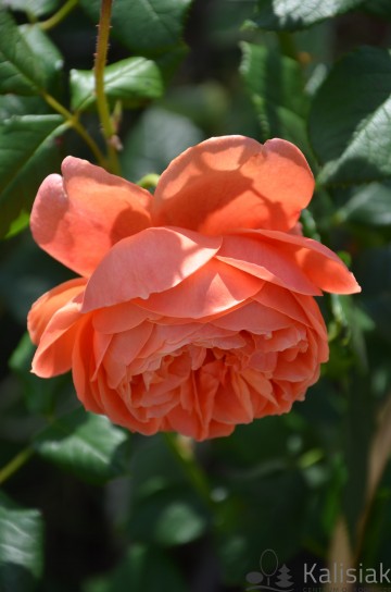 Rosa 'Summer Song' (Róża parkowa)  - C5