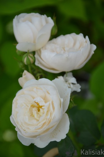 Rosa 'William and Catherine' (Róża parkowa)  - C5