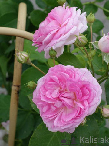 Rosa 'Jasmina' (Róża pnąca)  - C5