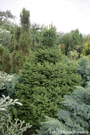 Picea abies 'Pumila Nigra' (Świerk pospolity)  - C3
