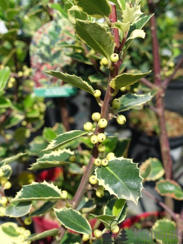 Ilex aquifolium 'Aurea Marginata' (Ostrokrzew kolczasty)  - C3