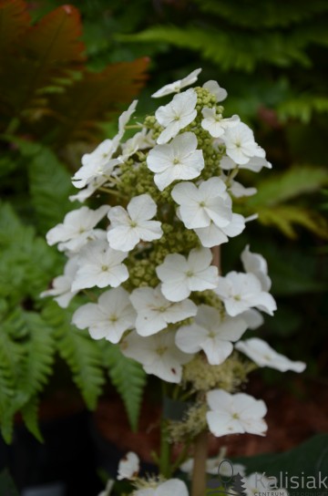 Hydrangea quercifolia 'Alice' (Hortensja dębolistna)  - C2
