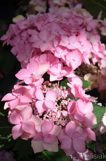 Hydrangea serrata FLAIR & FLAVOURS 'Frozen Smoothie Pink' (Hortensja piłkowana)  - C5