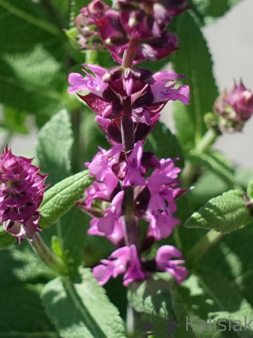 Salvia nemorosa 'Apex Pink' (Szałwia omszona)  - C2