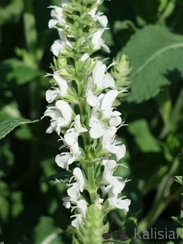Salvia nemorosa 'Apex White' (Szałwia omszona)  - C2