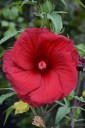 Hibiscus Summerific 'My Valentine' (Hibiskus bagienny)  - C5