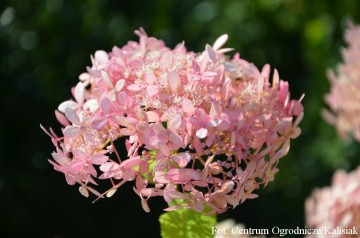 Hydrangea arborescens PINK ANNABELLE 2 'NCHA2' (Hortensja krzewiasta)  - C4