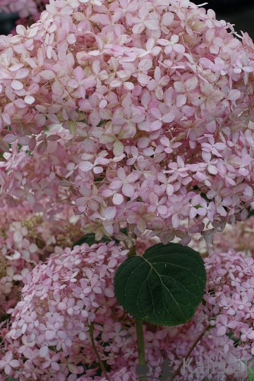 Hydrangea arborescens PINK ANNABELLE 'Spirit' (Hortensja krzewiasta)  - C4