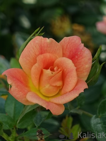 Rosa 'Bienenweide Apricot' (Róża okrywowa)  - C2,5