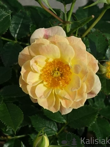Rosa 'Bienenweide Fruity' (Róża okrywowa)  - C2,5