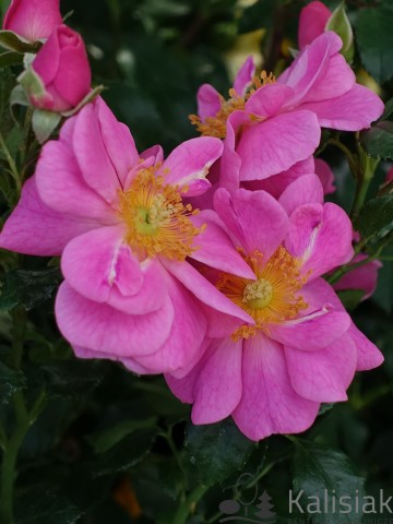 Rosa 'Bienenweide Rosa' (Róża okrywowa)  - C2,5