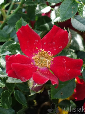 Rosa 'Bienenweide Rot' (Róża okrywowa)  - C2,5